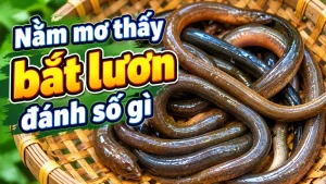 nam mo thay bat luon danh so gi