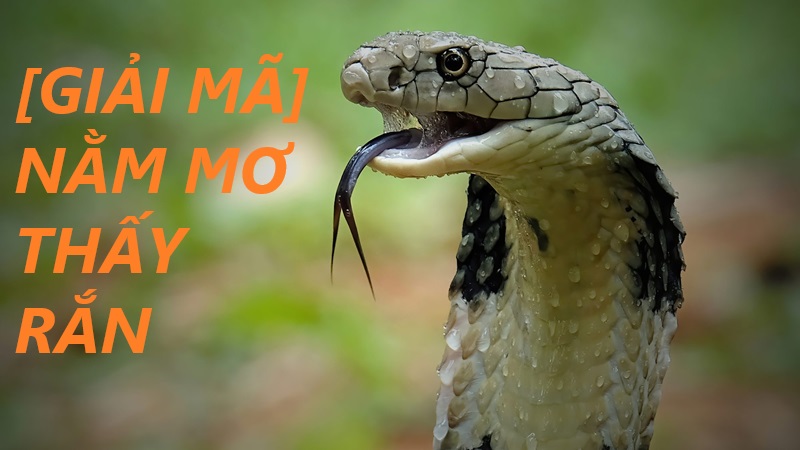 Giải Mã Ý Nghĩa Khi Nằm Mơ Thấy Rắn